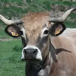 La Tarabelle Oda ve Kahvaltı Bourgs sur Colagne