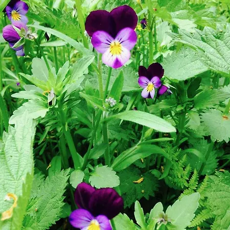 住宿加早餐酒店 La Tarabelle Bourgs sur Colagne