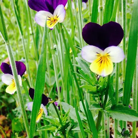 住宿加早餐酒店 La Tarabelle 3*