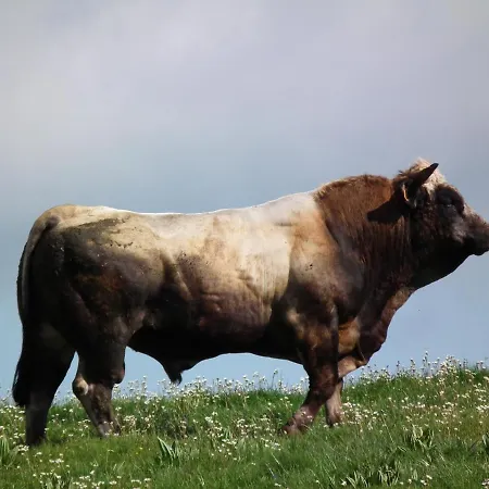 La Tarabelle Bourgs sur Colagne