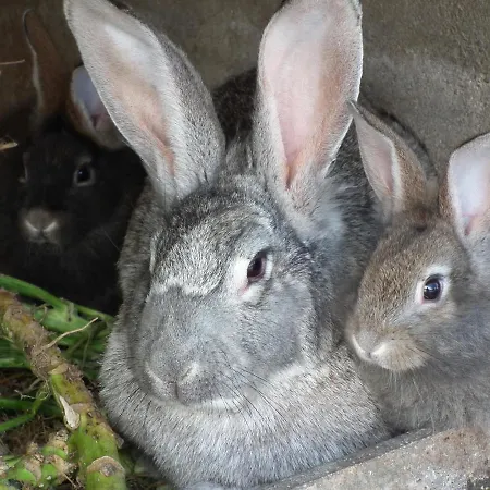 La Tarabelle 3* Bourgs sur Colagne