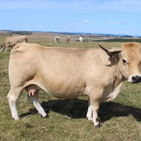 住宿加早餐酒店 La Tarabelle Bourgs sur Colagne